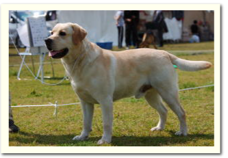 デュークスター犬舎 Dukestar ラブラドール犬デューク トイプードルの子犬販売 交配犬 ブリーダー